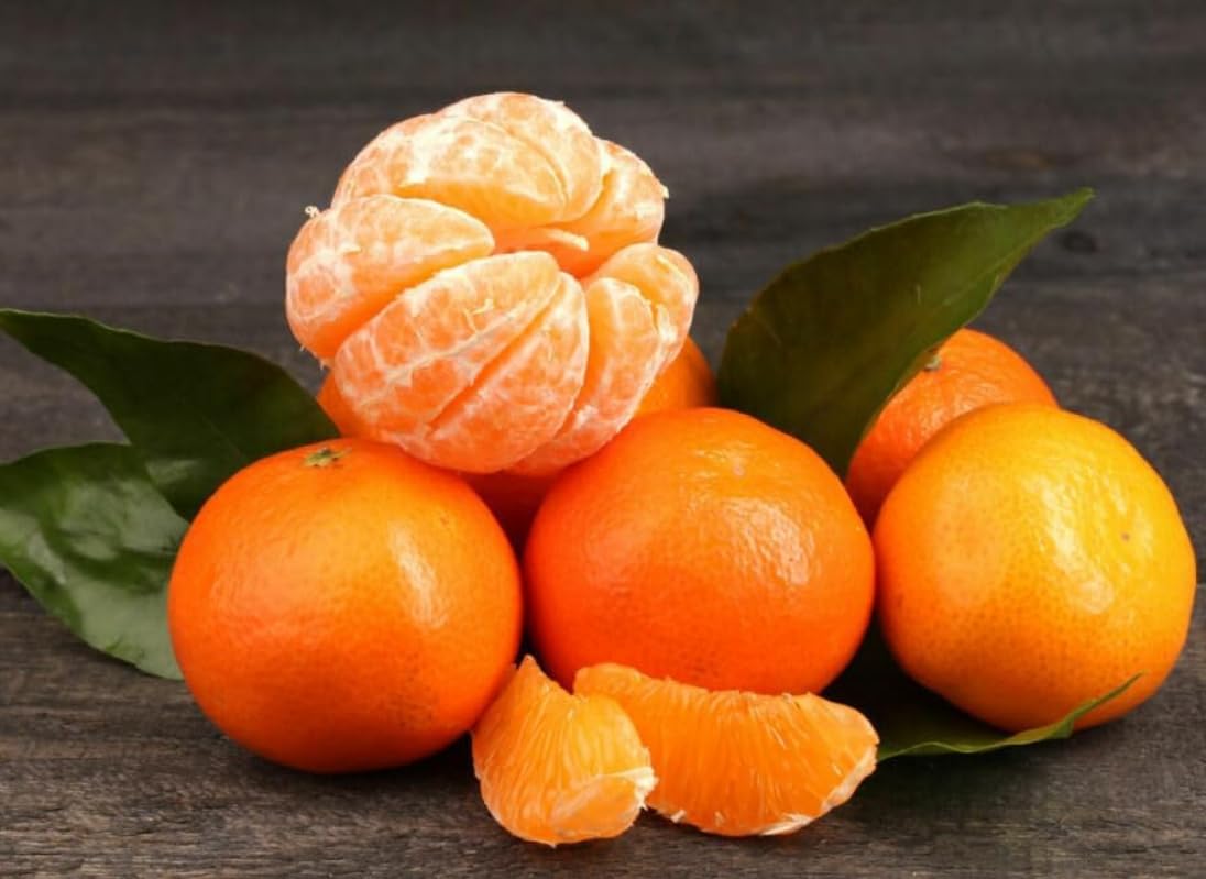 Clementine Mandarin Tree - 2-5 Inch Tall Live Plant - Potted Indoor/Outdoor Orange Fruit Seedling - Citrus x Clementina