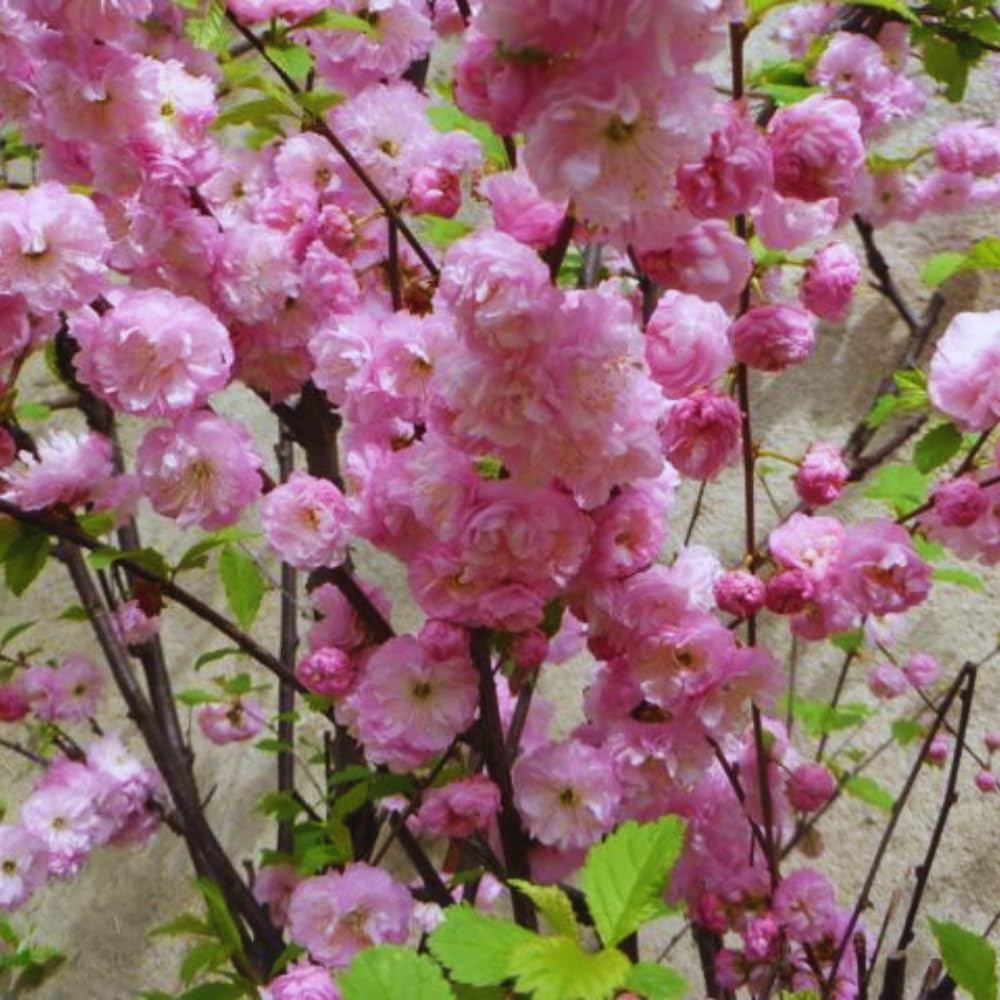 Flowering Almond Plant Tree Live, Flowering Plum Bush Live Ornamental Plant Double Pink Flower, 7 to 12 Inc Tall, Quart Potted