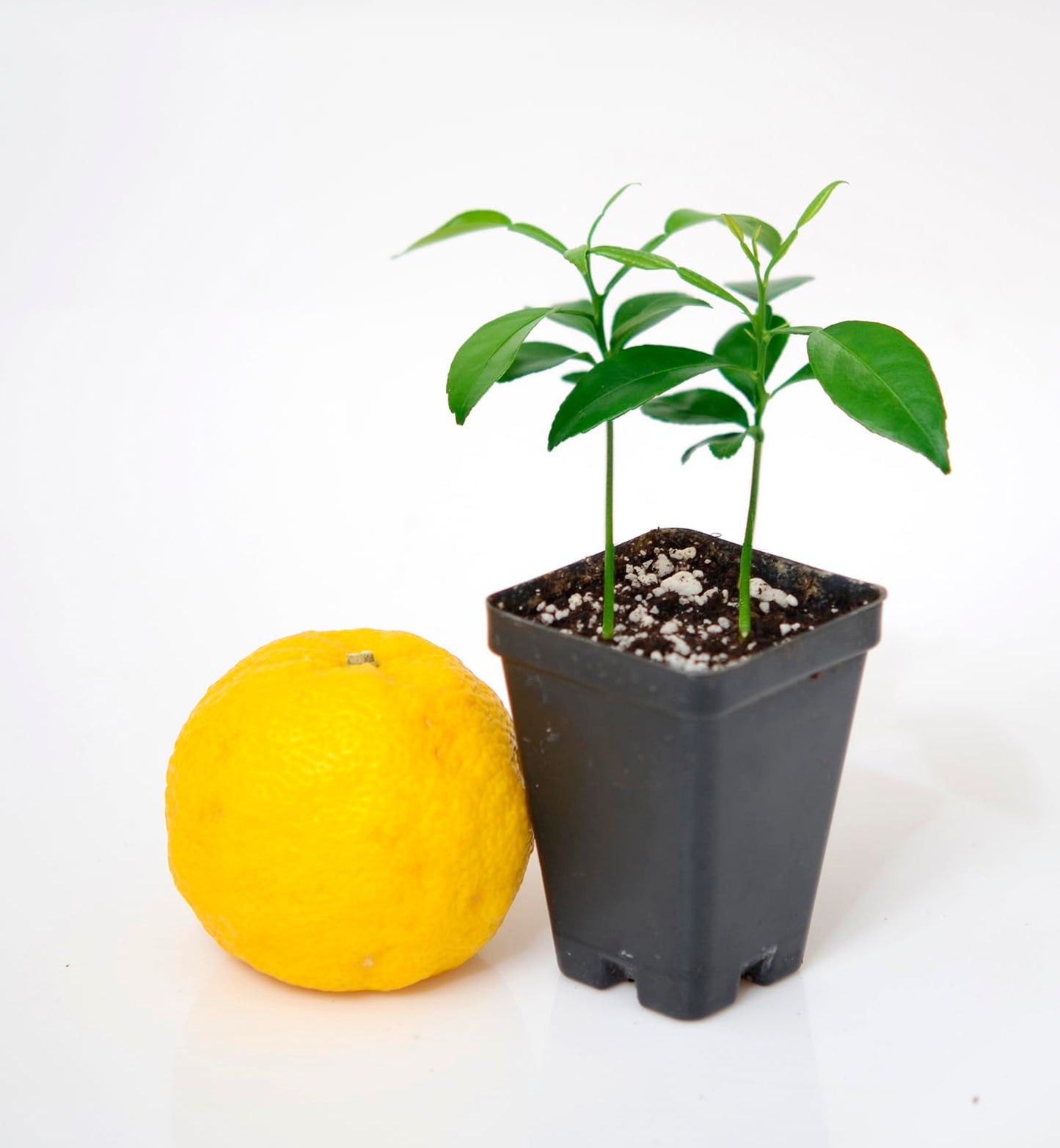 Yuzu Citrus Tree - Pot of 2 Starter Plants. Citrus Junos. 3" - 5"
