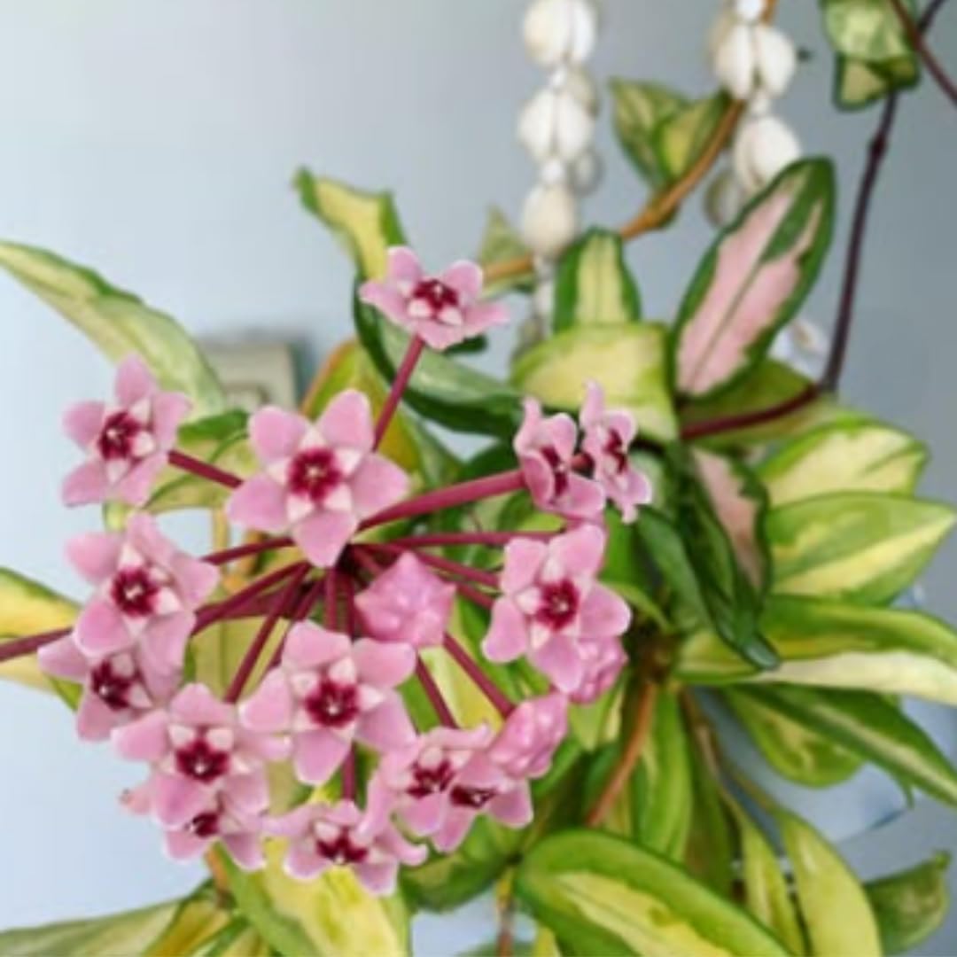 Combo 2 Hoya Live Plants, Hoya Kerrii Heart Plant, Hoya Carnosa Tricolor Houseplant Indoor Planting 4-7 Inch Tall
