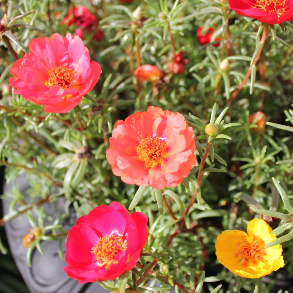 Moss Rose Plants, Live Portulaca Plants 4-6 Inch Plant Roots, Flowering Groundcover, Mixed Colors Moss Rose Potted Starter Plant for Outdoor Garden Planting