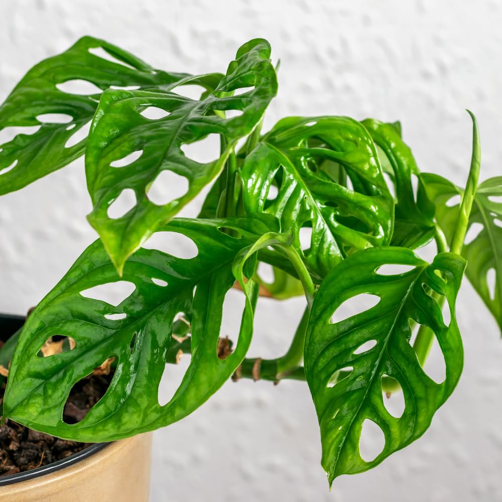 2 Monstera Plants Live, Live Monstera Plants, Swiss Cheese Monstera Plant Live, Swiss Cheese Plant Live Indoor, 4 to 6 Inc Tall