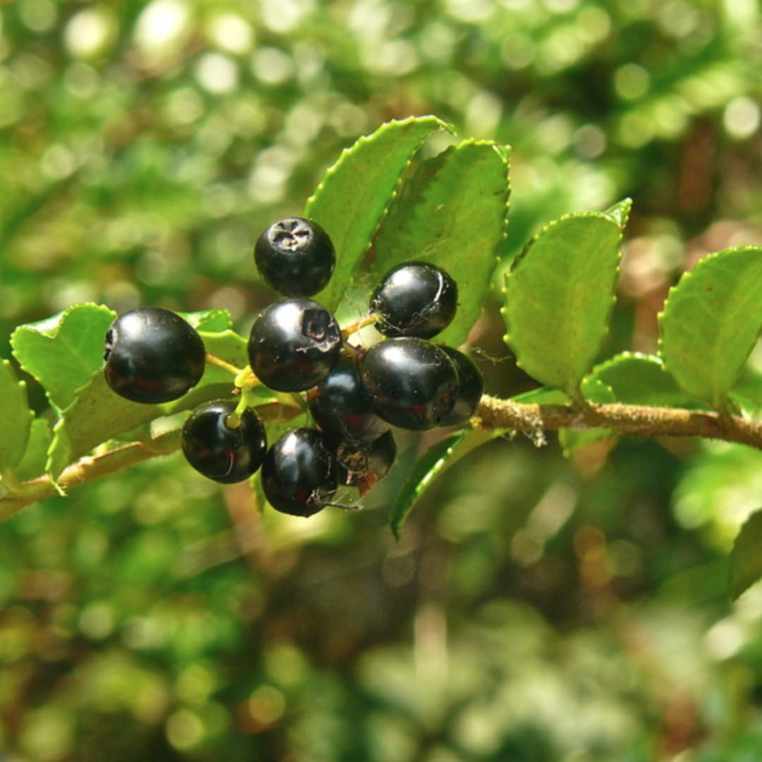 (Plug Size) 4 Black Huckleberry Trees Live Plants in 1.5" Pot, Rare Black Huckleberries Blueberry Like, Sweet Flavor, Dormant in Winter