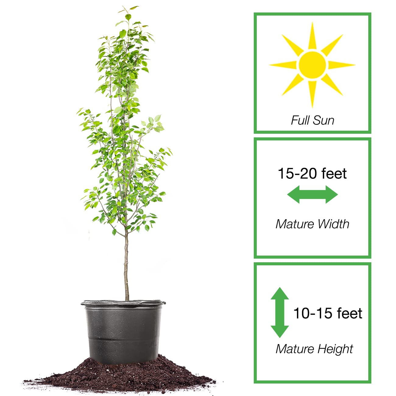 Perfect Plants Ayers Pear Tree 4-5 Feet | Live Trees for Outdoor Planting | Sweet Fruit for Fresh Eating or Canning | Sugar Pear Fruits Delicious and Healthy