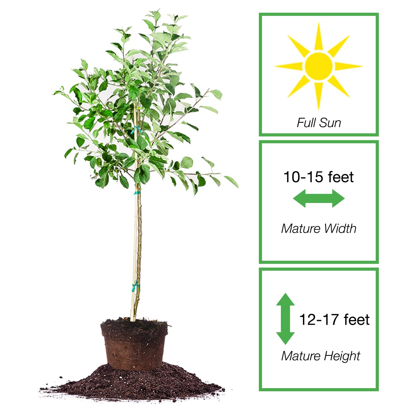 Perfect Plants Gala Apple Tree 1 Gallon | Live Fruit Trees for Outdoor Planting | Fresh Apples for Eating, Canning, & Dehydrating | Sweet & Tasty Fruits Ripen in Fall