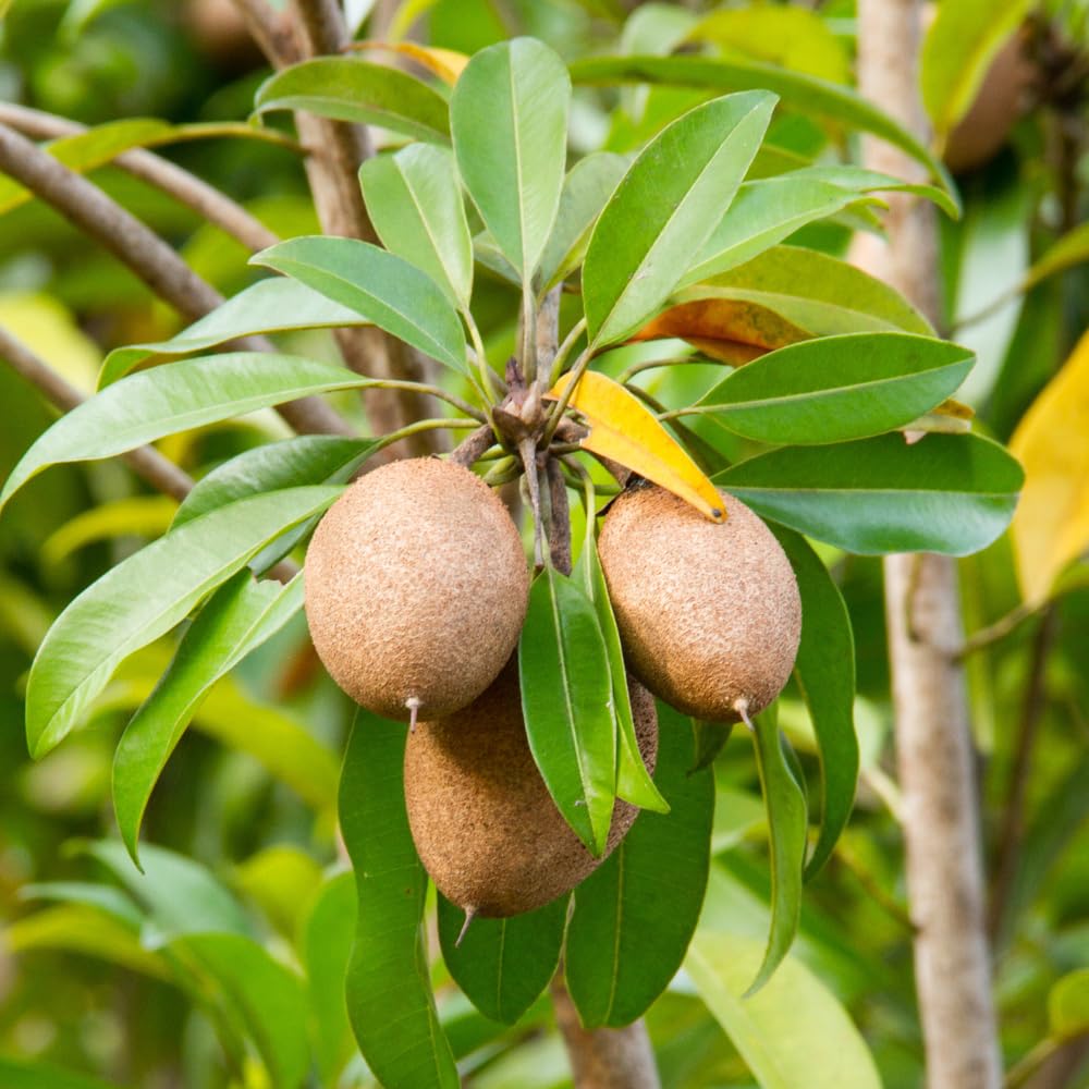 Sapodilla Tree, Sweet Tropical Sapote Fruit Tree Live Plant, 2-3' Tall in 3 Gallon Pot for Planting, No Ship to CA