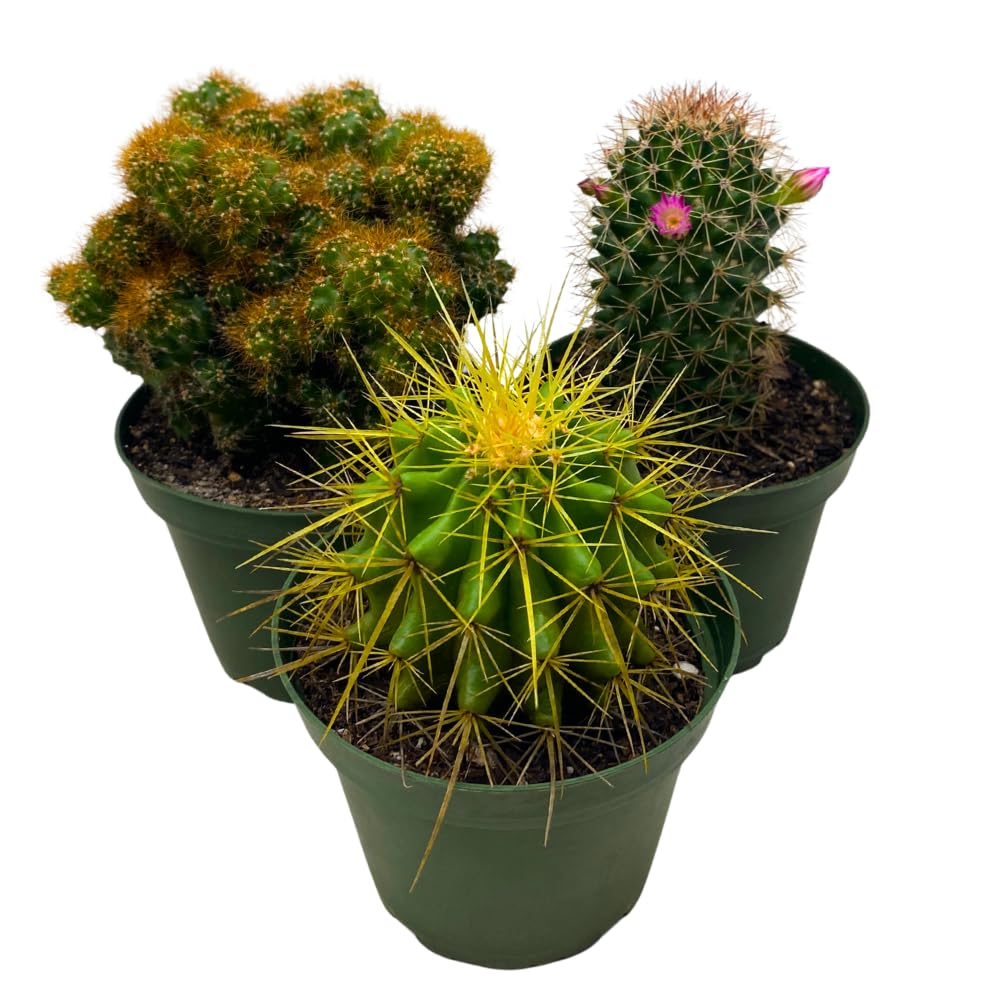 BubbleBlooms Cactus Assortment, 4 inch Set of 3, Best-Sellers Most Popular Cacti Variety