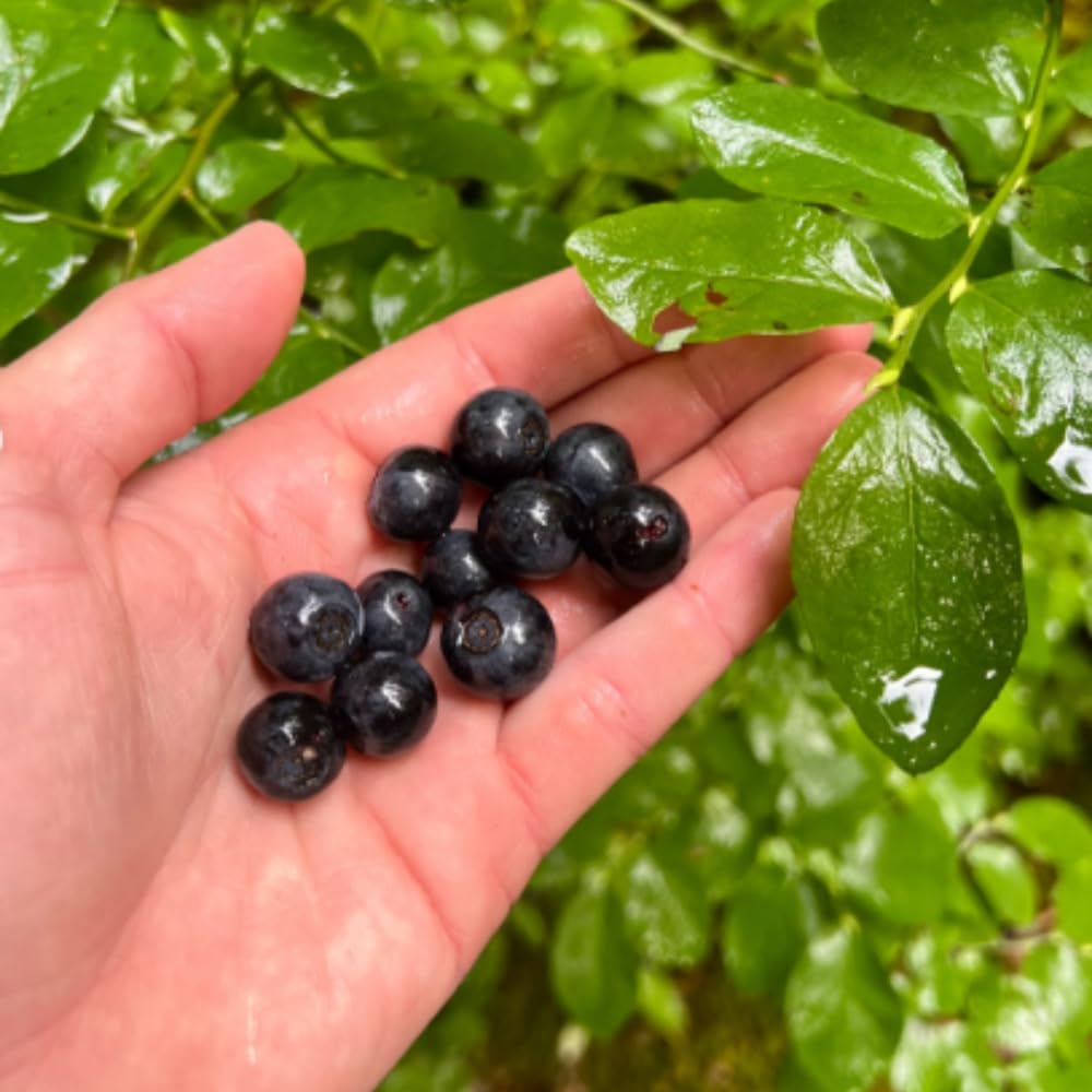 Huckleberry Plant Live in 4'' Pot, Sweet Black Huckleberry Bushes Live Plants 4-7 Inches, Outdoor Planting