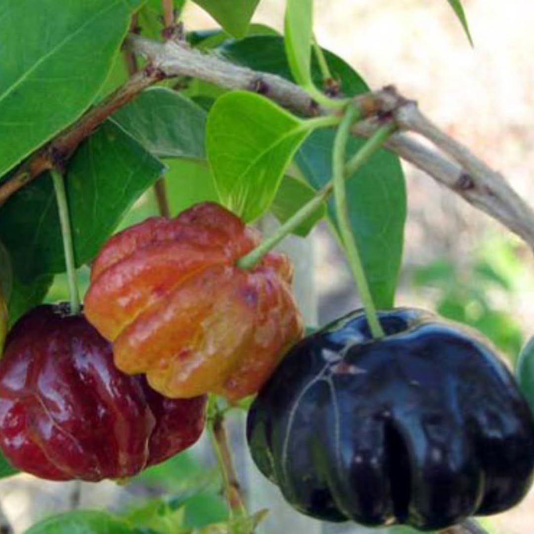 Surinam Cherry Trees Live Plant, 5-7" in Tall, Sweet Cherry Fruit Tree, Cherry Bush Live Plants, Bareroots, Cold Hardy