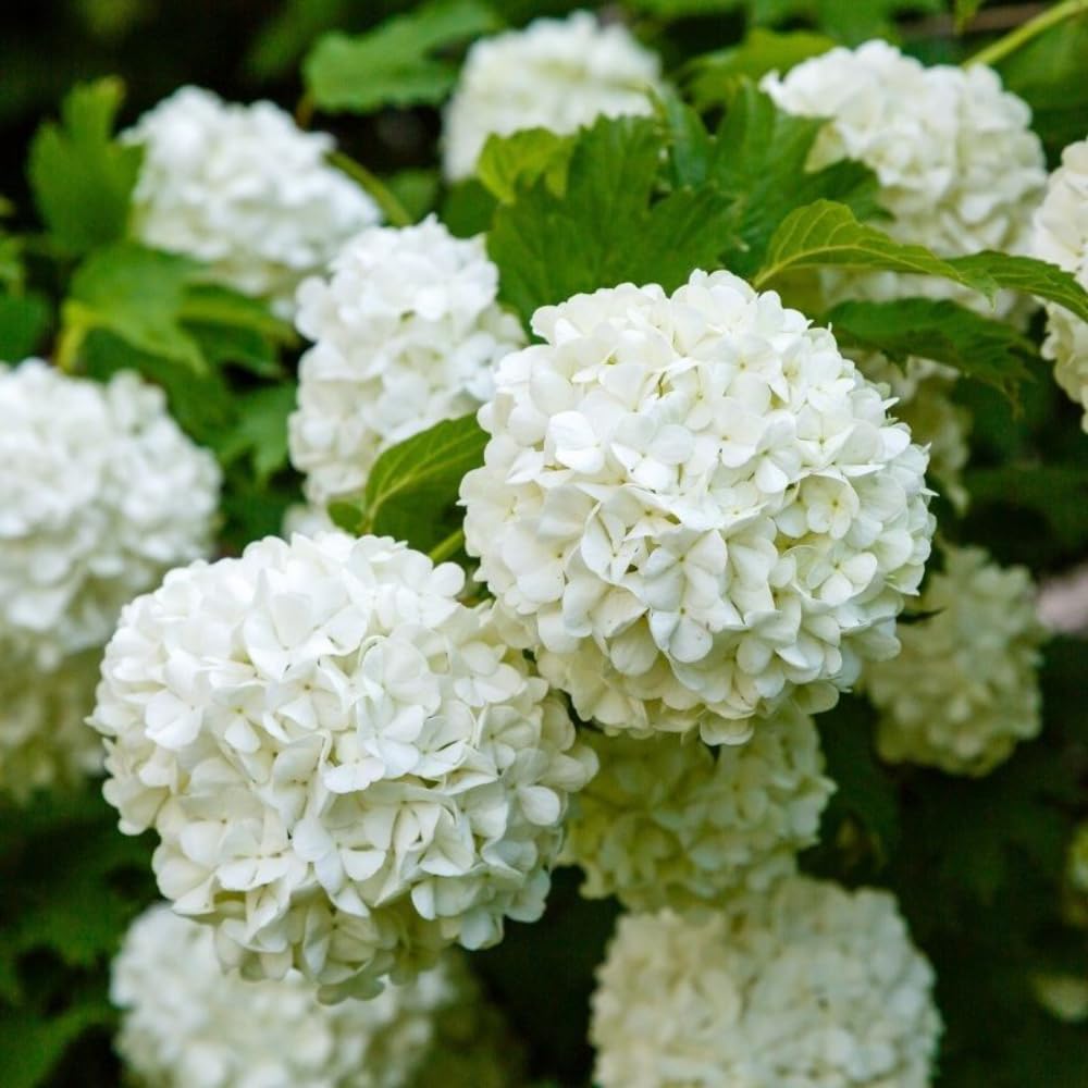 Dormant Old Fashion Snowball Viburnum Plant, White Hardy Viburnum Shrub for Gardens and Landscapes, Ready to Grow Bush 4'' Pot