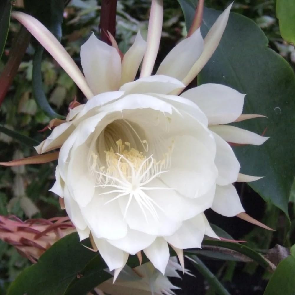 Night Blooming Cactus Plant, 4-6 Inch Tall, Fragrant White Night Blooming Cactus, 4 Inch Pot Rare Flowering Plant for Indoor and Outdoor Garden