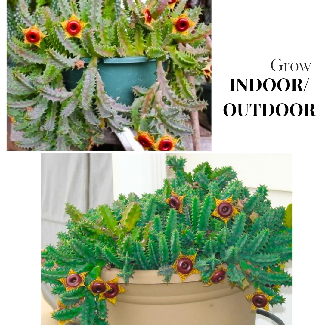 Lifesaver Zebrina Starfish Cactus Cactus Plant, Trailing Cactus Succulent Well Rooted in 2" Pot Ornamental Houseplant for Hanging Basket