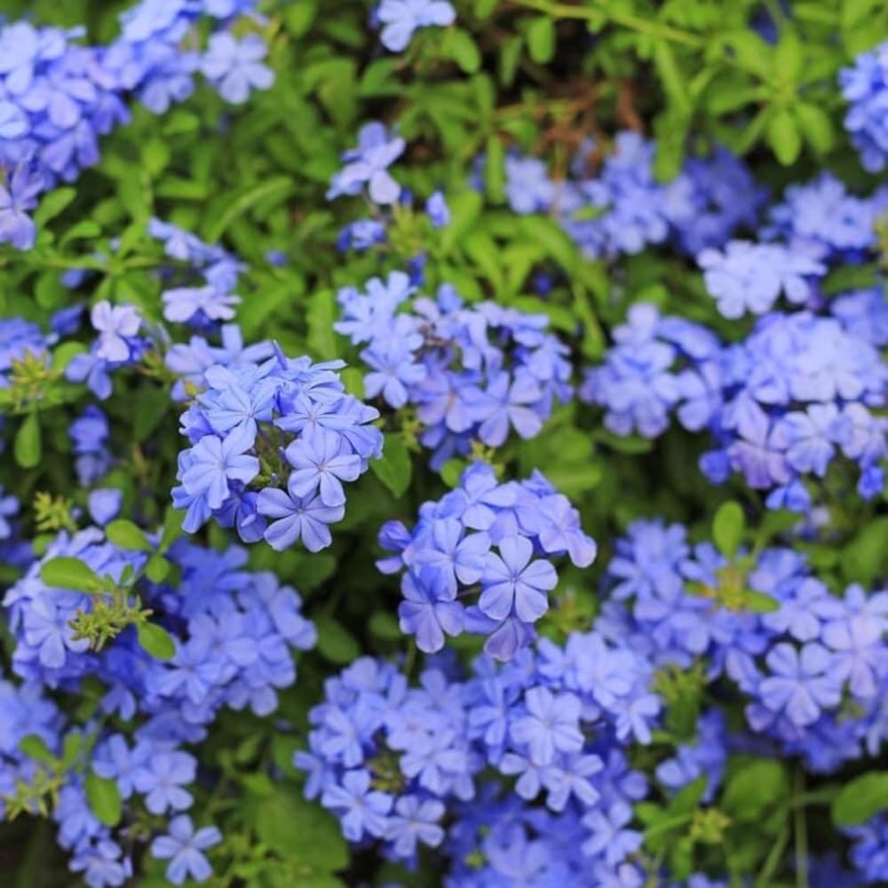 Pack 3 Blue Plumbago Plants, 4-7" Tall Live Blue Plumbago Starter Plant, Flowering Shrub for Garden Containers