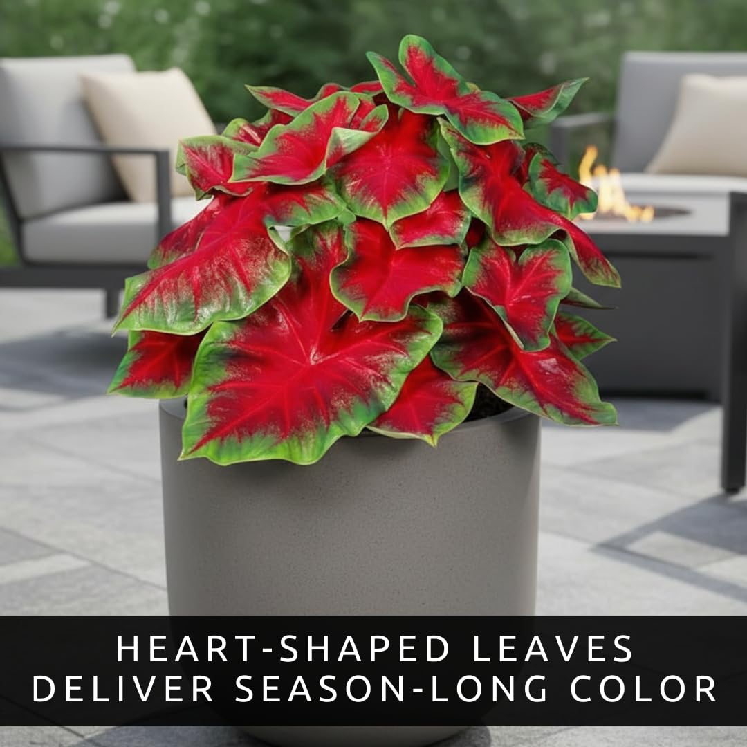 10 Crimson Sky Caladium Bulbs for Planting - Perennial Hosta, Elephant Ears, Fancy (10 Bulbs)