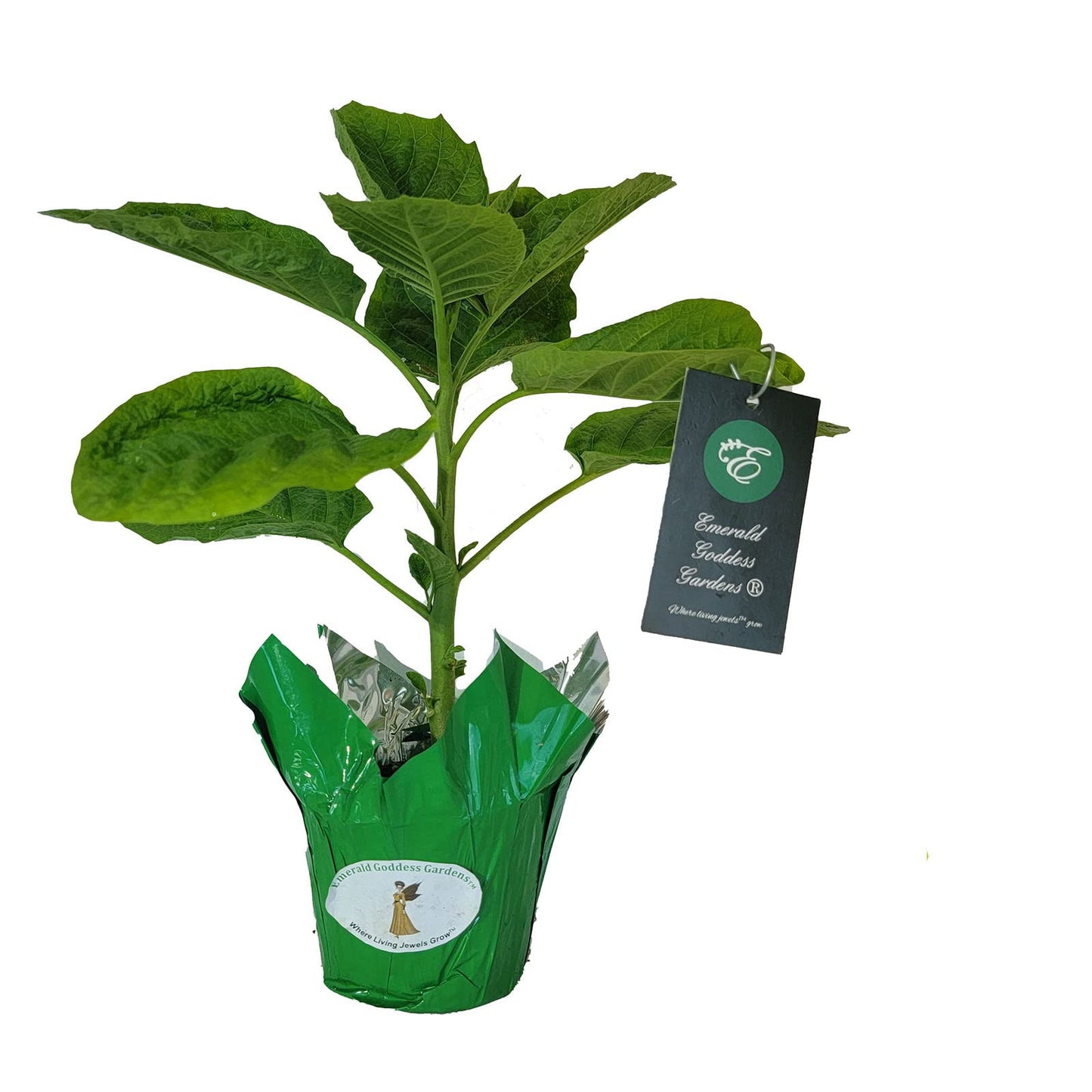 Angels Gold Face Brugmansia Live Plant Unusual Fragrant Golden Yellow Apricot Double Trumpet Flowers Starter Size 4 Inch Pot