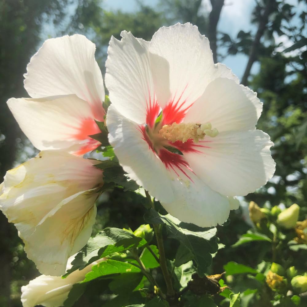 Rose of Sharon Plants Live, Full Rooted from 1.5 to 2.5 Feet Tall, Red White Althea Rose of Sharon Plant, Vibrant Flowers for Summer Color