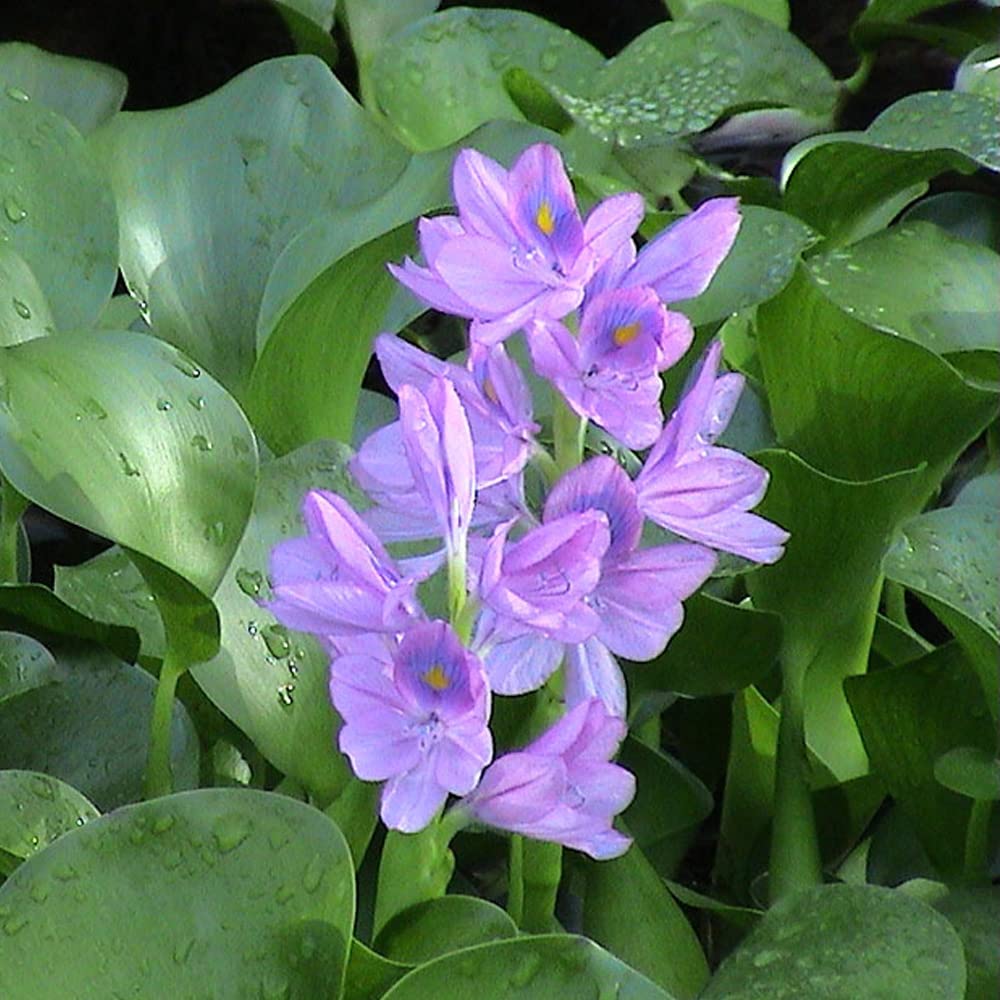 Three (3) Live Water Hyacinth Plants, Eichhoria Crassipes, Floating Aquatic Pond Plants, Pack of 3