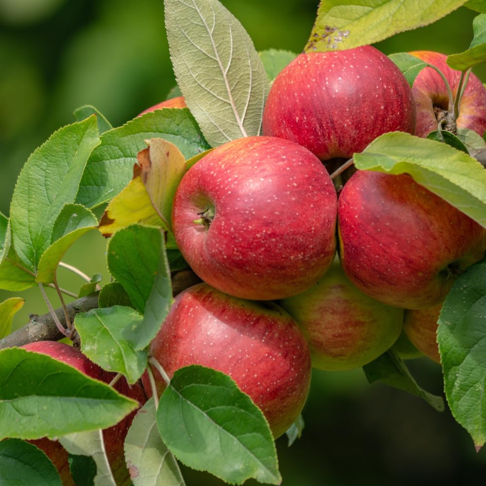 Gala Apple Tree Live Plant 1 to 1.5 Feet Tall, Red Apple Fruit Tree Plant Outdoor Indoor Garden