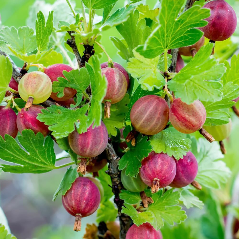 Sweet Gooseberry Tree Plant Live, Gooseberry Bush Live Plant, 5-9 Inch Tall, Gooseberry Plant Live for Planting Outdoors