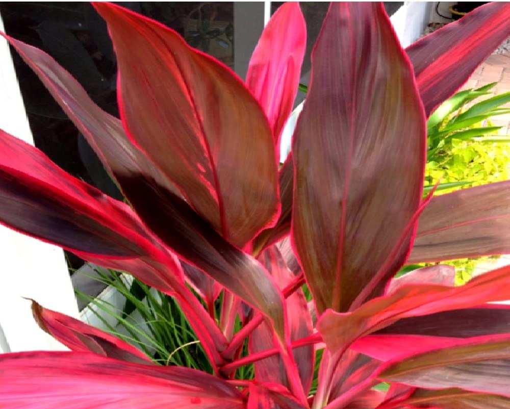 Hawaiian Red Ti Leaf Plant Logs Live Indoor/Outdoor Tropical Plants - 2 Cordyline Fruticosa Cutting Logs - Easy Care Good Luck Plant