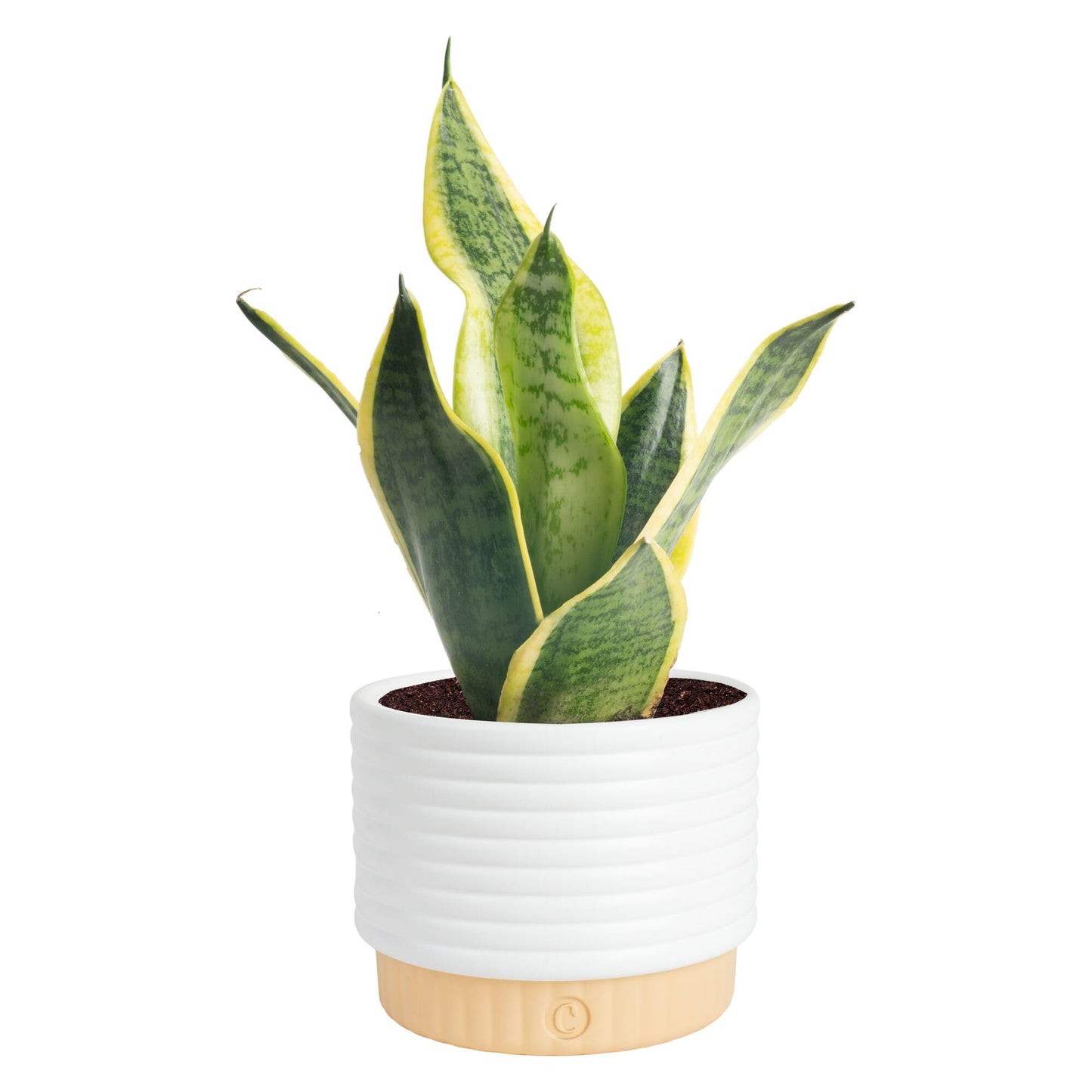 Costa Farms Snake Plant, Live Sansevieria Indoor Houseplant in 4-Inch Decorative Pot, 8-12 Inches Tall, Low Light Air Purifying Succulent, Easy Care Room Decor Gift