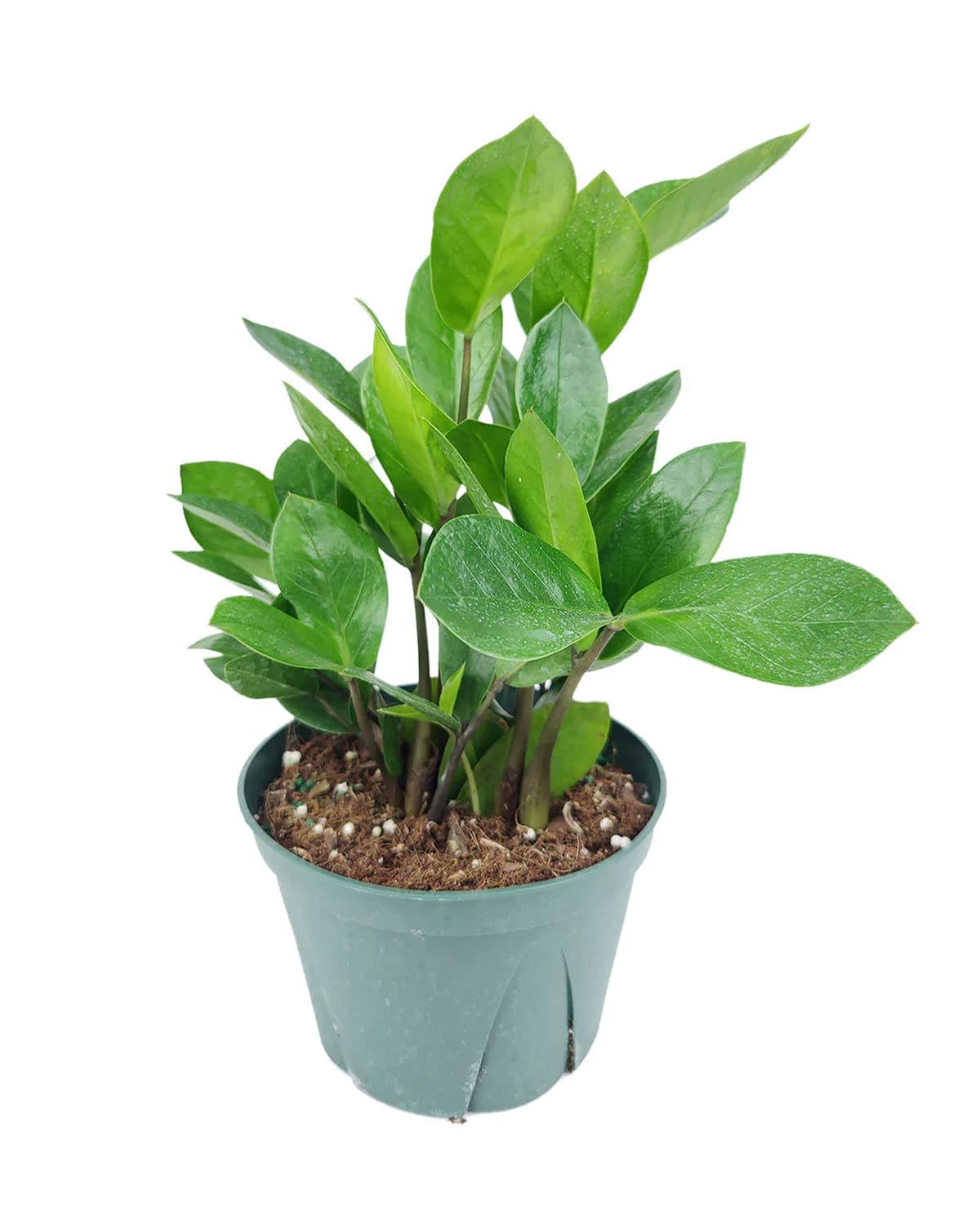 ZZ Plant (4" Grower Pot) - Low Light and Healthy Houseplant - Easy to Care, Easy to Grow Plants for Beginners - Live Healthy Houseplant for Home Office Decoration - Air-Purifying Indoor Plant
