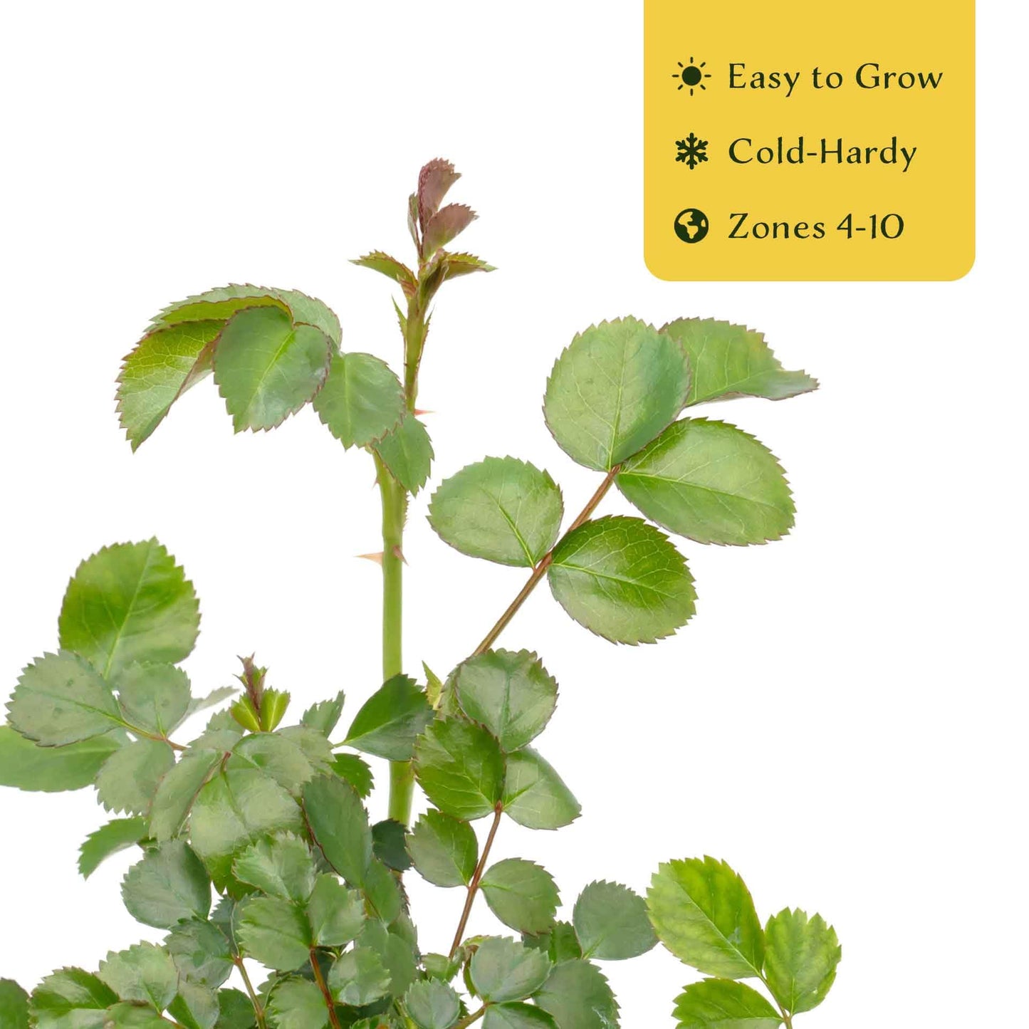 2 Pink Carpet Rose in 3.5” Nursery Cubes (Rosa ‘Flower Cover Pink’) | Low-Growing Groundcover Rose Shrub for Borders, Containers, and Mass Plantings | Ready-to-Plant Live Starter Plants