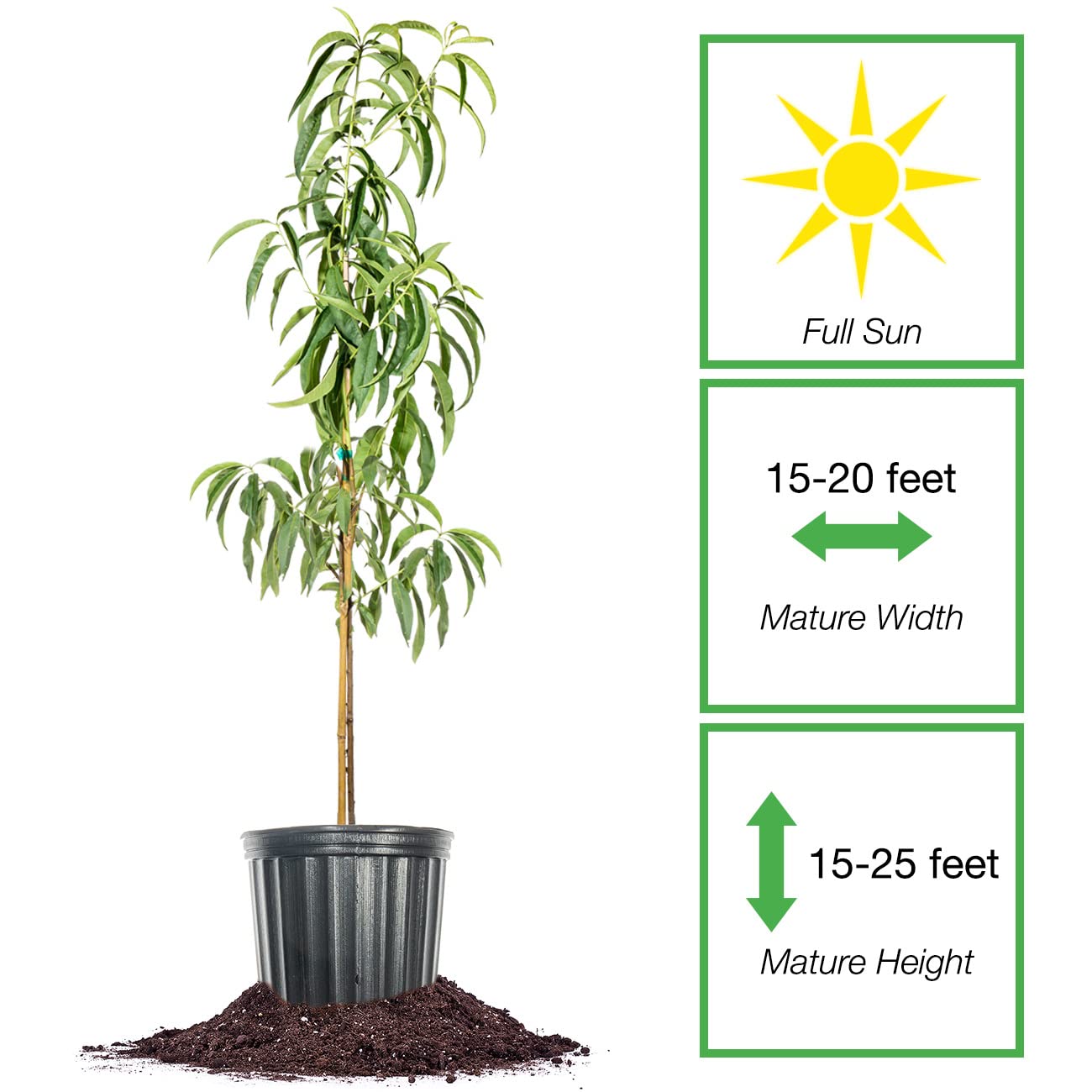 PERFECT PLANTS Early Elberta Peach Tree 4-5 Feet | Live Fruit Tree for Outdoor Planting | Sweet & Healthy Fruit | Spring Blooming Flowers Mature to Ripe Fruits in Summer