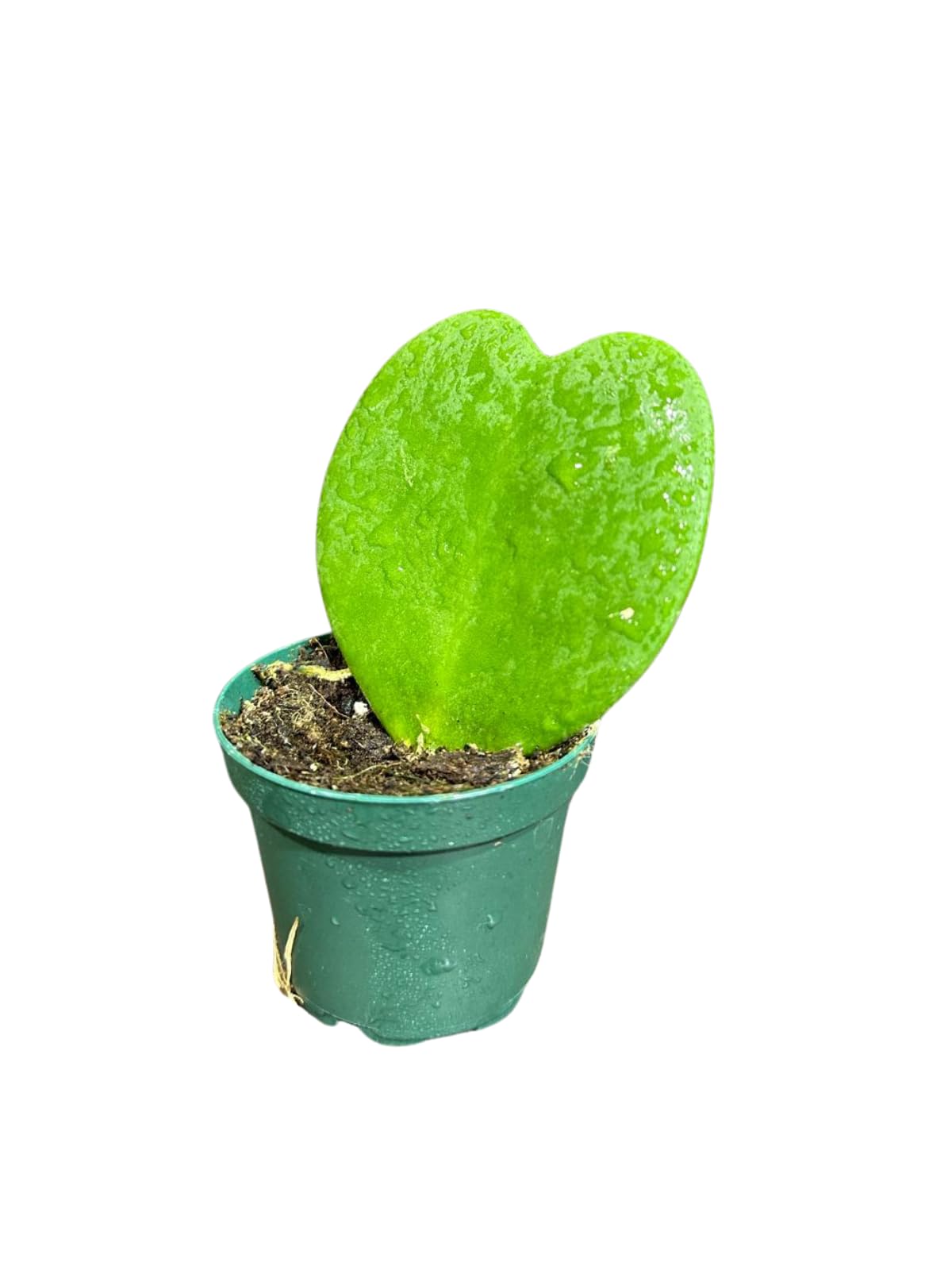 Hoya Kerrii Heart Succulent Plant in a 1.5 inch Pot, Live Indoor Low Light Air Purifying, Easy-Care House Plant