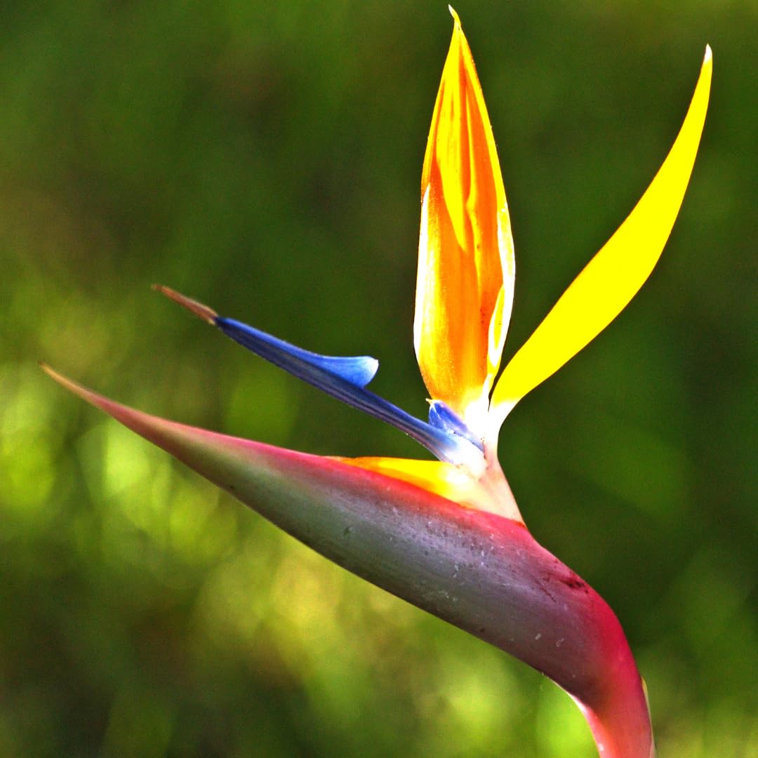 Bird of Paradise Plant - Live Tropical Ornamental Houseplant, Indoor and Outdoor Planting, Zones 9-11 (Yellow)
