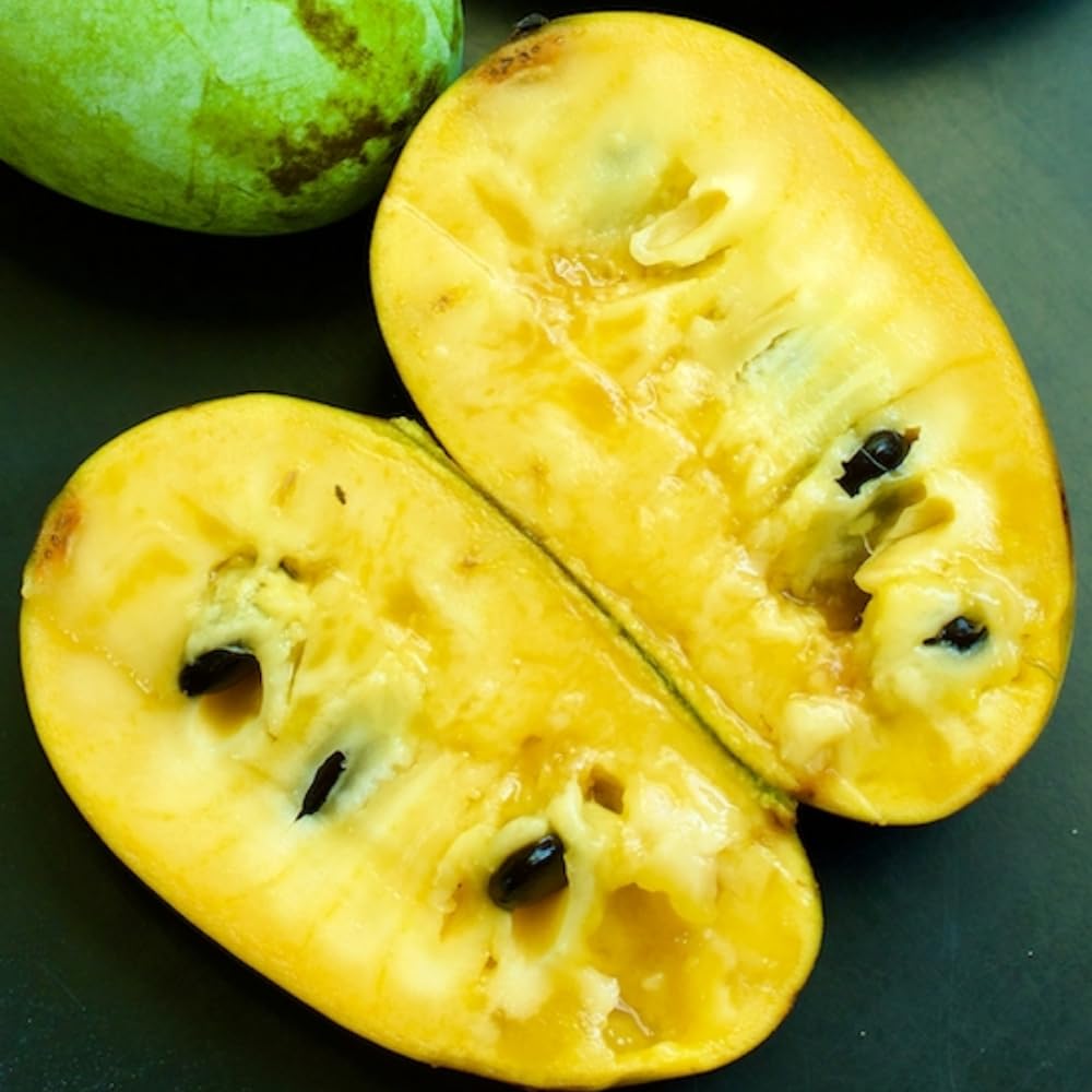 Live Pawpaw Tree 6-15 Inch Tall, Paw Paw Plant for Outdoor Planting, Quart Pot, Cold-Hardy Fruit Tree for Home Orchard