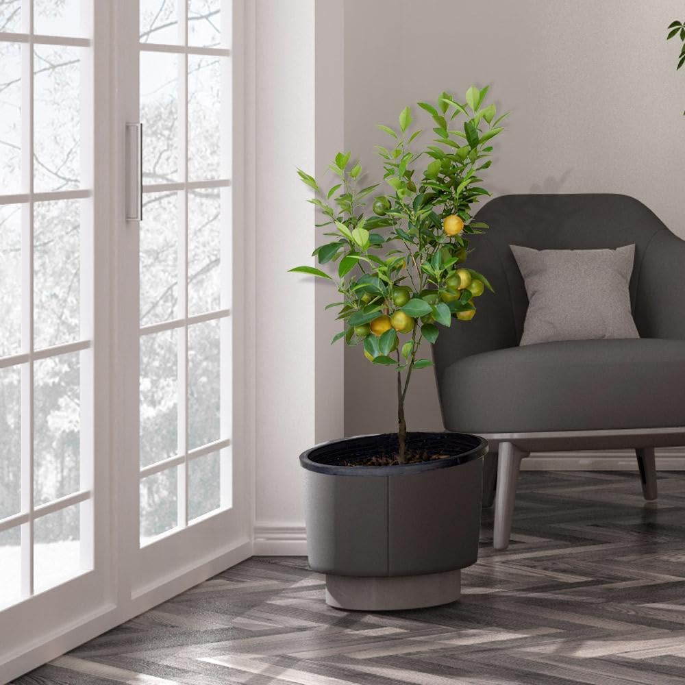 Brighter Blooms - Meyer Lemon Tree, 2-3 ft. - No Shipping to AK, AL, AZ, CA, FL, GA, HI, LA, MS, OR, TX