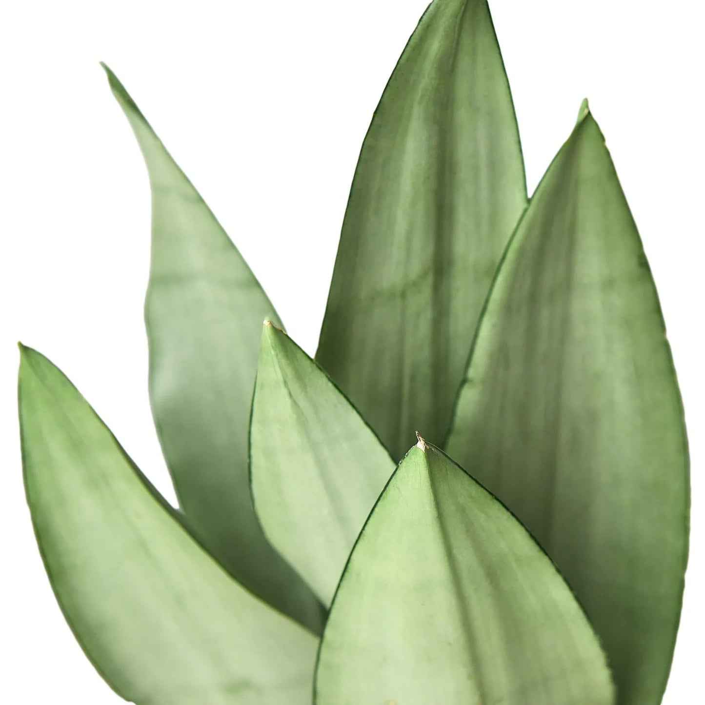 Snake Plant Moonshine | Live Plant for Indoor & Outdoor | for Living Room, Office, Bathroom | (4" Pot)