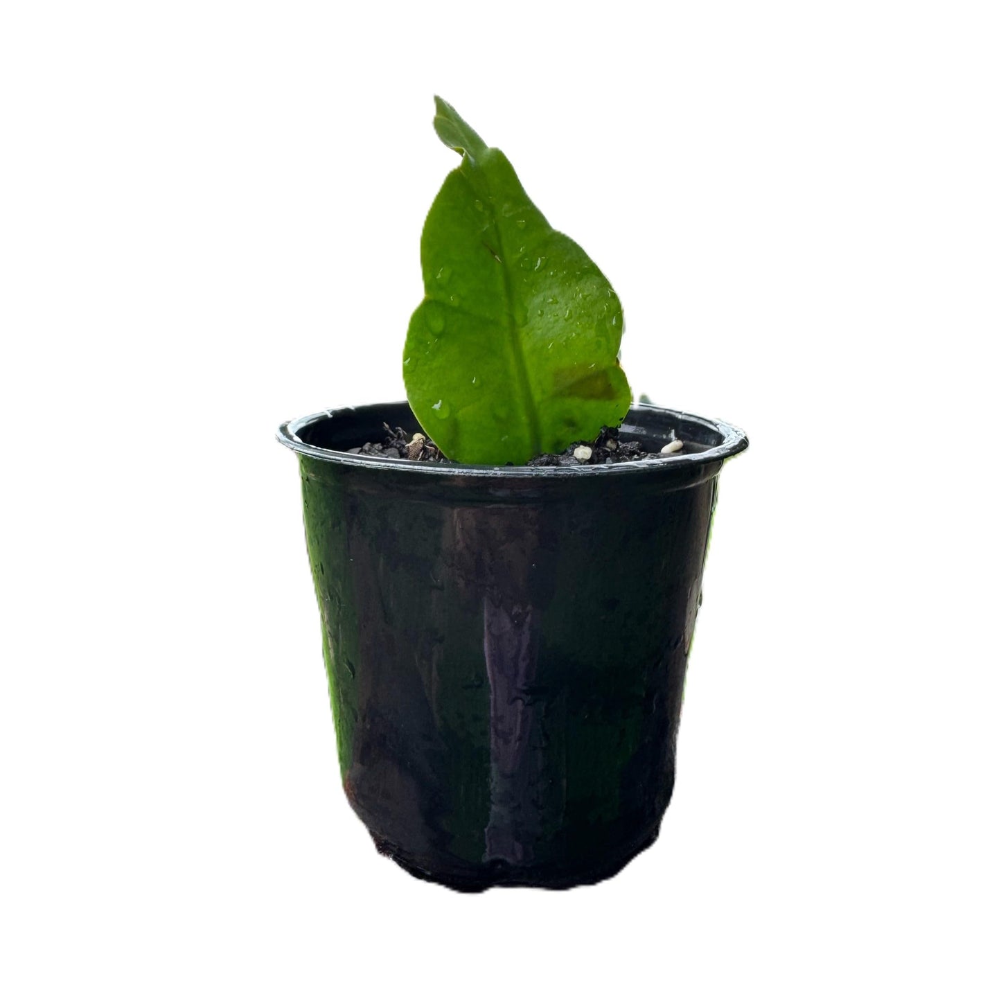 Organic Queen of The Night Live Plant Epiphyllum Oxypetalum Cutting with Roots 4"-8" in Length, Night Blooming Cereus, Princess of The Night in 4" Pot