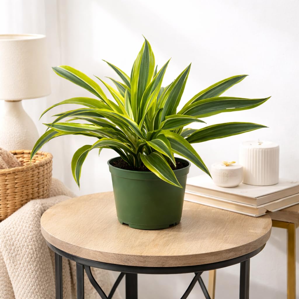 Dracaena Lemon Lime Live Plant in 6 Inch Pot, Variegated Indoor Houseplant with Bright Green and Yellow Foliage