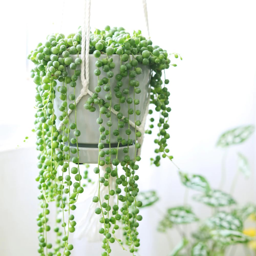 String of Pearls Plant Live in 2" Pot, Succulent Vine, Trailing Indoor Houseplant for Hanging Baskets (Green String of Pearls)