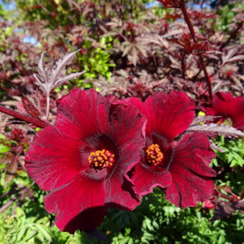 2 Hardy Hibiscus Plants Live, Cranberry Hibiscus Flowers Plants from 5 Inches Tall