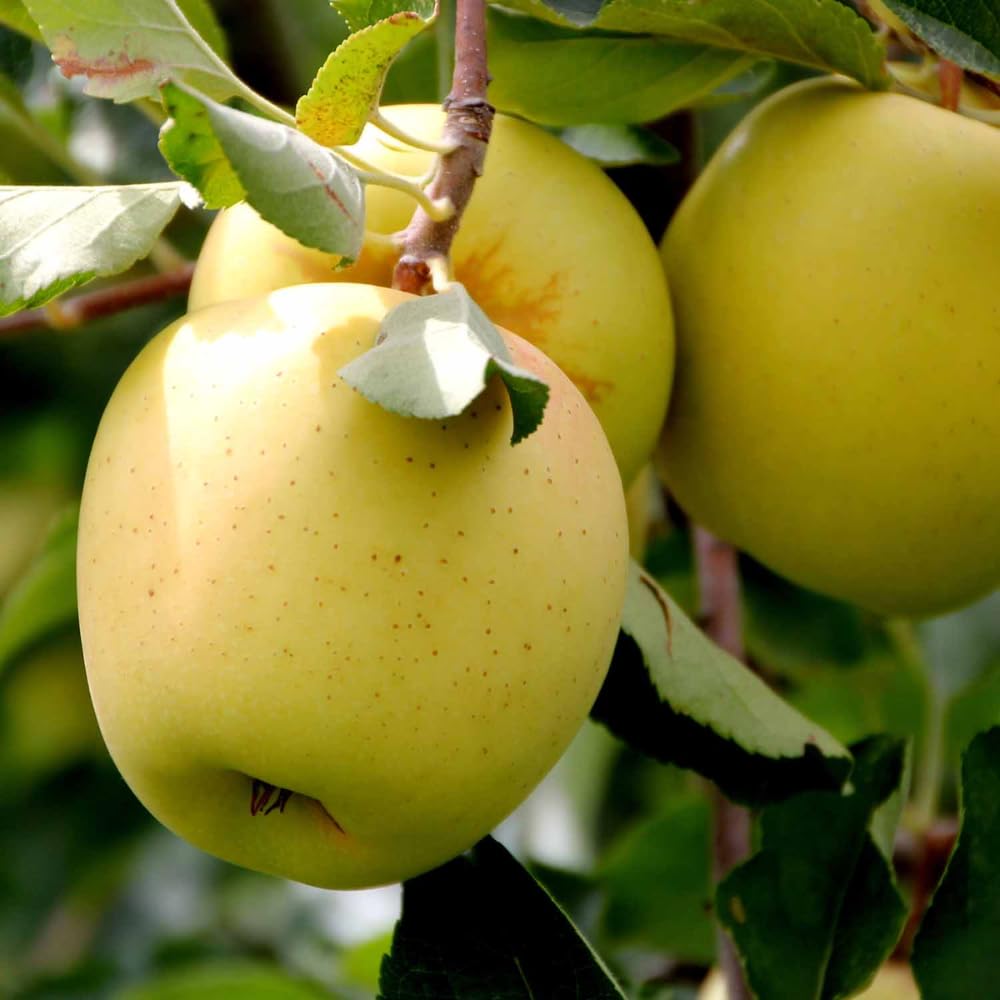 Golden Delicious Apple Plant Live, Sweet Apple Plant in 3 Gal, 3-4 Feet Tall, Apple Fruit Tree Outdoor Garden, No Ship to CA