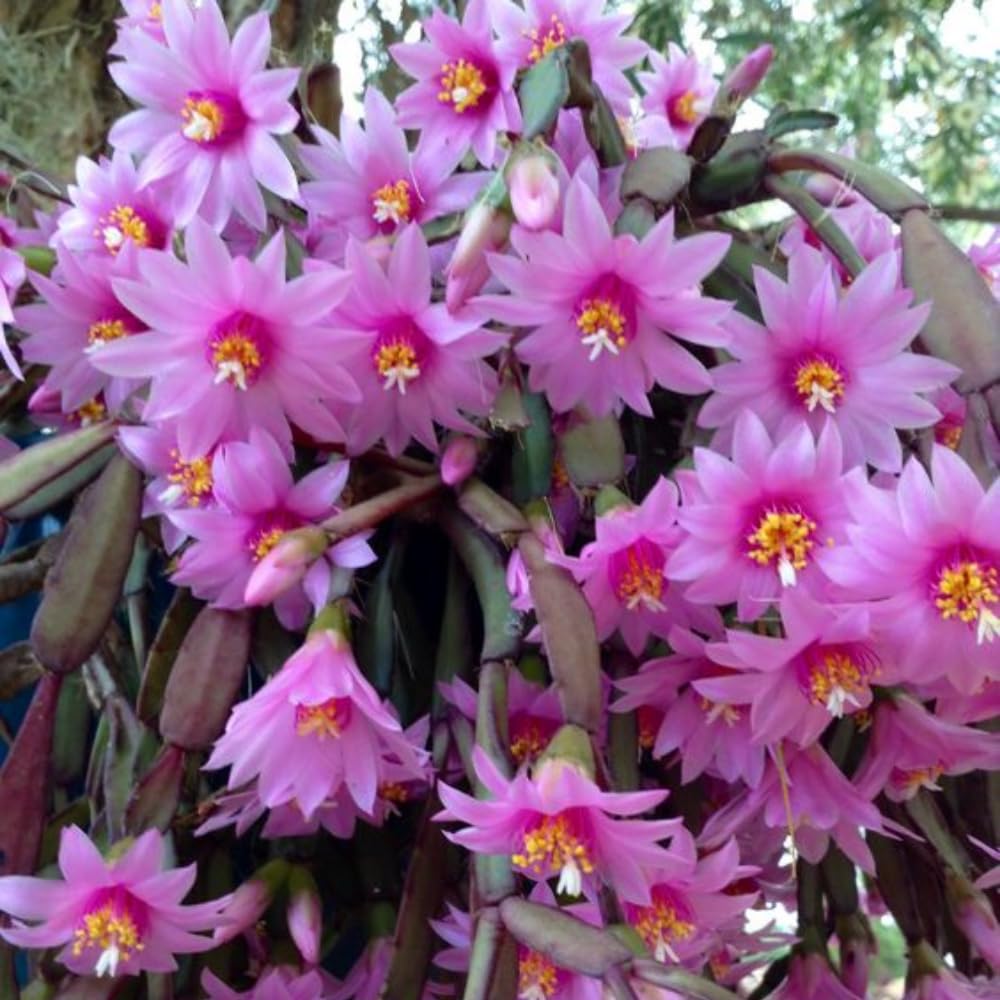 Light Pink Easter Cactus Plant, 4 to 6 Inch Tall Live Spring Easter Cactus, Ornamental Flower Houseplant for Indoor Oudoor Garden