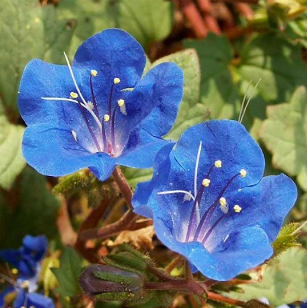 3,000+ California Bluebells Wildflower Seeds - California Native Wildflower - Nemophila Menziesii S