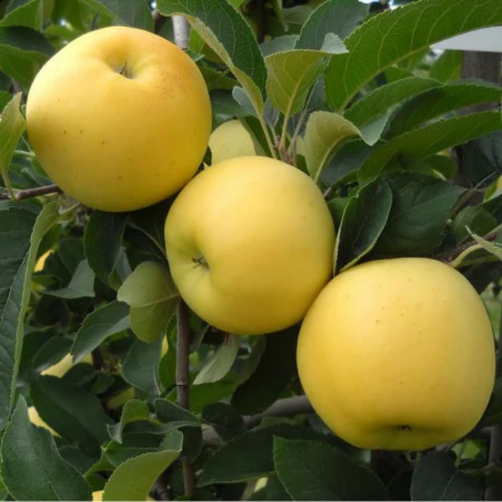 Golden Delicious Apple Plant Live, Sweet Apple Plant in 3 Gal, 3-4 Feet Tall, Apple Fruit Tree Outdoor Garden, No Ship to CA