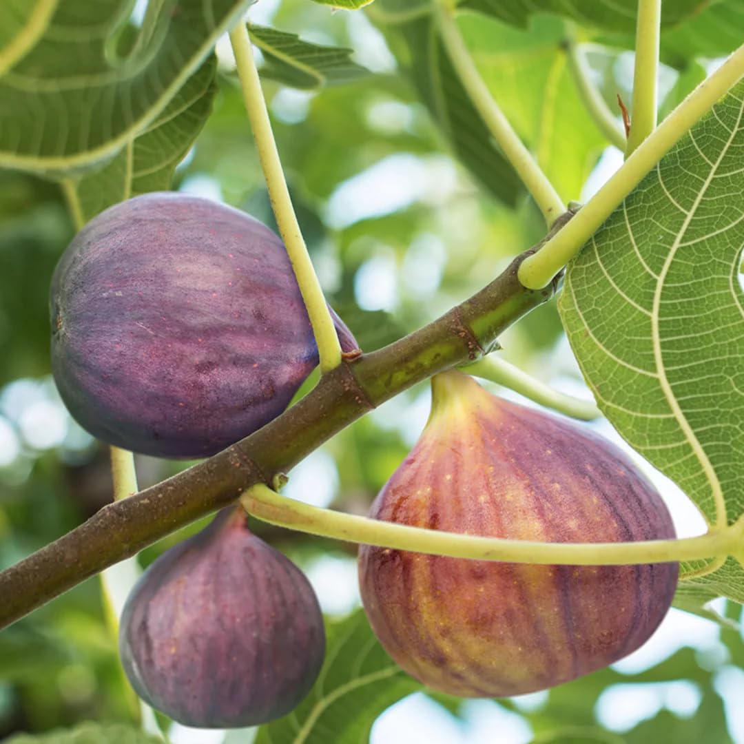 Live Celeste Fig Tree (5-9") - Ficus carica Sugar Fig - Cold Hardy Zones 6-10 - Sweetest Fruit Variety - Pest Resistant Closed Eye - Fast Growing Container or Garden Patio Plant - Self Pollinating