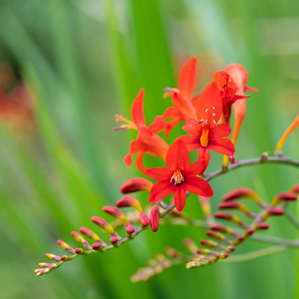 BRECK'S - Summer Flowering Fire King Crososmia Bulbs - Each Offer Includes 12 Dormant Bulbs per Offer