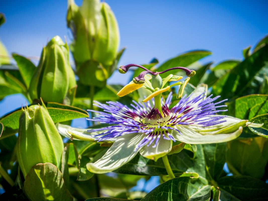 Puple Passionfruit Vine Plant Plant 5 to 8 Inch Tall, Passion Fruit Plant, Passion Fruit Tree Live Plant, Live Puple Passion Plant, for Planting Garden Outdoors
