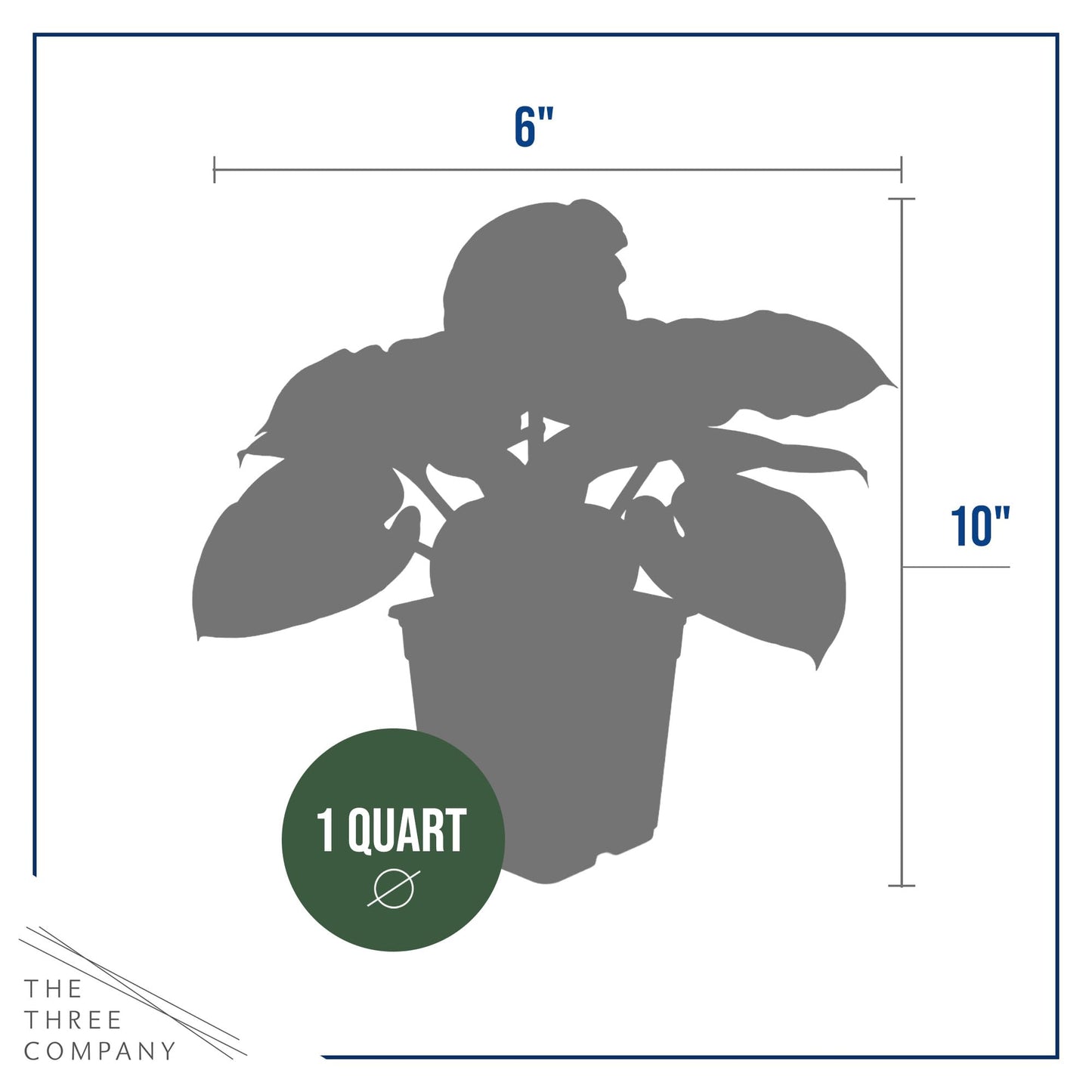 Live Perennial Hosta - Francis Williams (3 Plants Per Pack) Beautiful Accent Plant, 10" Tall by 4" Wide in 1 Qt Pot