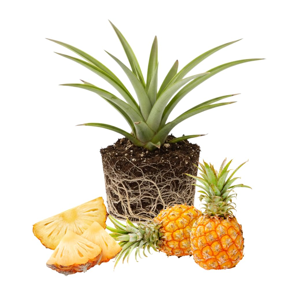 Set 2 Pineapple Plant Live, Pineapple Gold Plant Live, Tropical Sweet Fruit, 4-7 Inches in Height for Outdoor Gardening