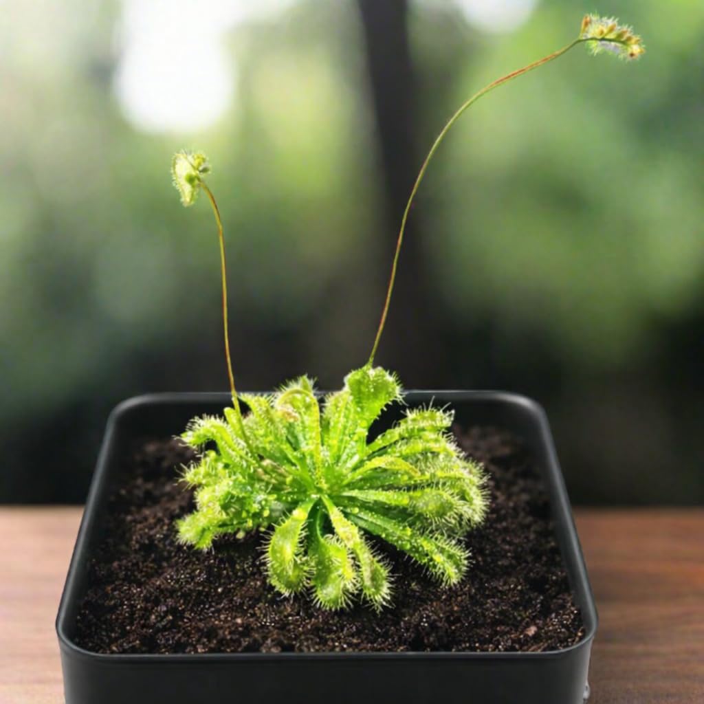 Live Spoon-leaved Sundew Plant. Adult Size, Drosera Spatulata, Carnivorous Plant, 30 Days Guarantee