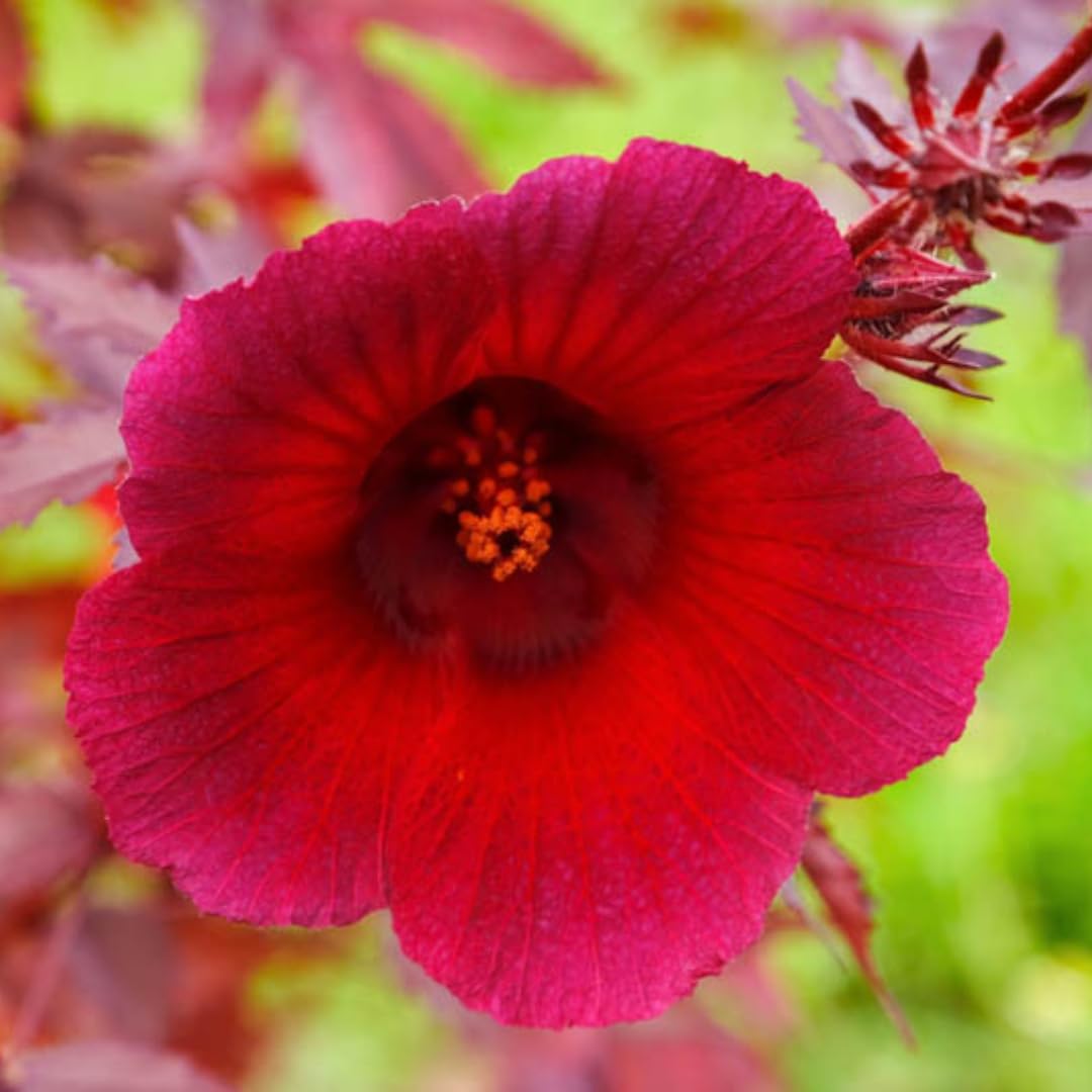 2 Cranberry Hibiscus Live Plants, 4–6 Inch Tall, Ornamental Flowering Plants for Garden, Patio, and Container Growing