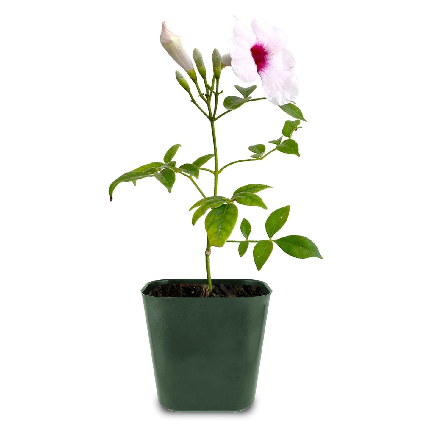 My Shelfie - Pink Bower Flower Vine, Pink Plant Vine for Trellises, Railings, Balconies, and More, 5-6 Inches Tall Live Plants in 2-Inch Pot, Outdoor Plant for USDA Zones 9-11