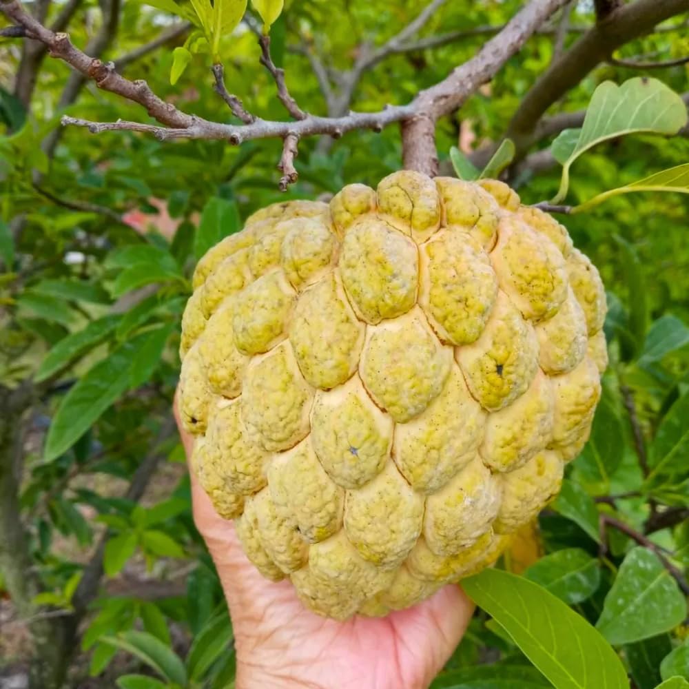 2-3' Tall Yellow Sugar Apple Tree Live Plant, Tropical Annona Squamosa Custard Sugar Apple Fruit Plant, in 3 Gallon Pot, No Ship to CA